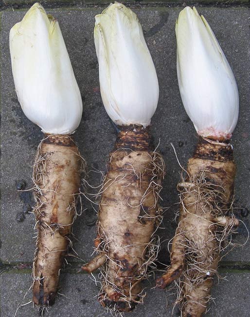 Belgian endive.jpg.