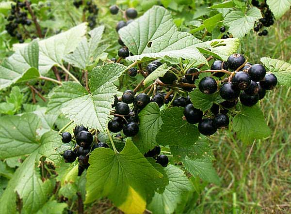 Blackcurrants.jpg.