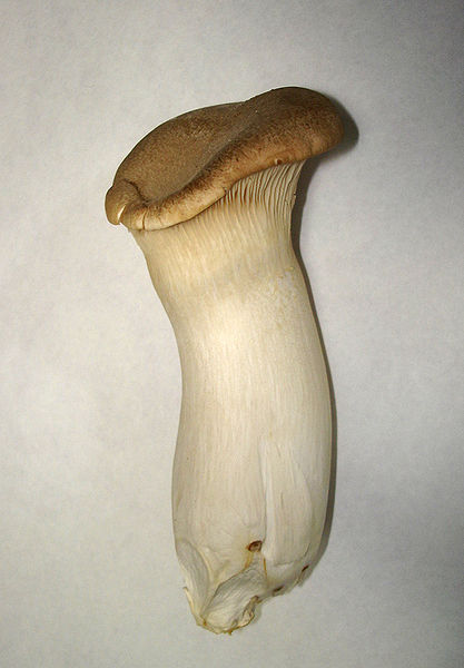 King oyster mushroom: Wiki facts for this cookery ingredient