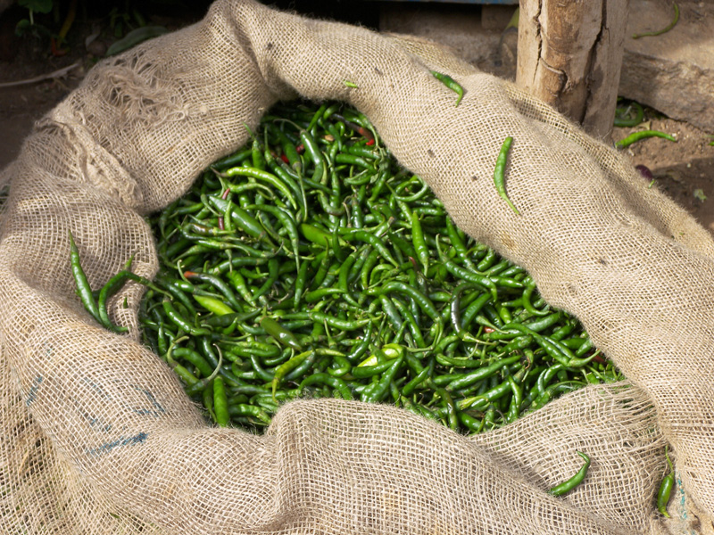 Indian green chillies.jpg.