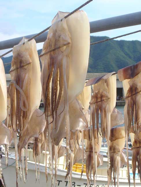 Iwami squid drying DSC01868.jpg.