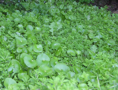 Winter purslane.jpg.