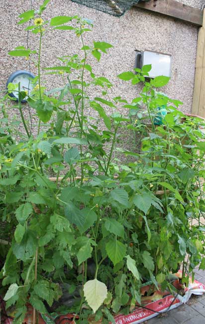 Kent Tomatillo.jpg.