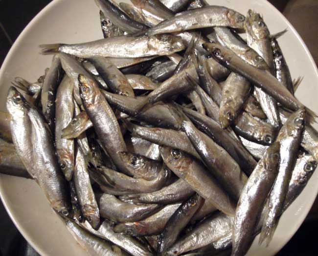 Whitebait.jpg.