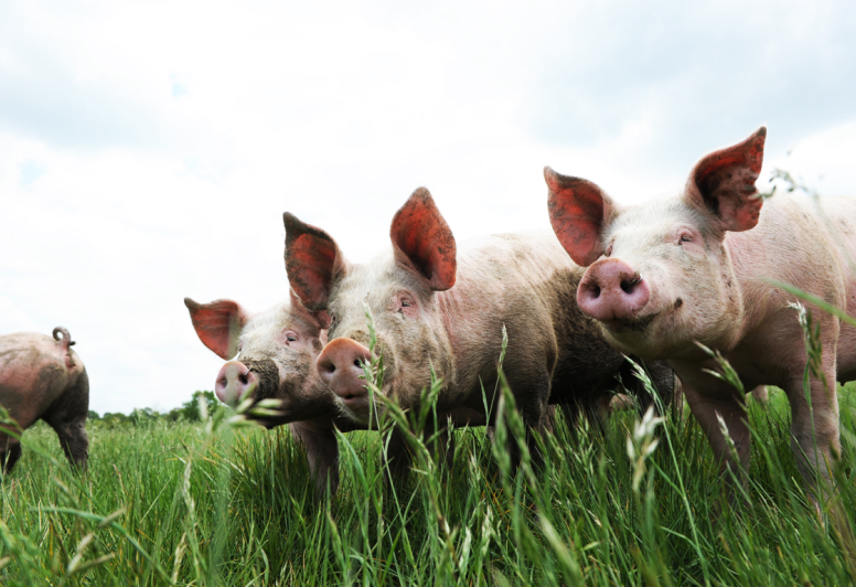 Porc de Vendée.jpg.