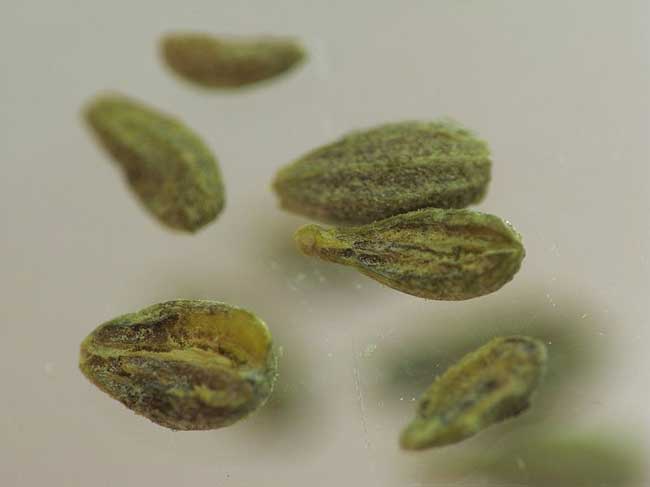 Anise seeds.jpg.