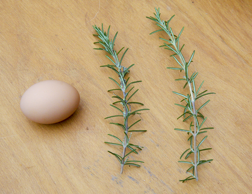 Rosemary sprigs.jpg.