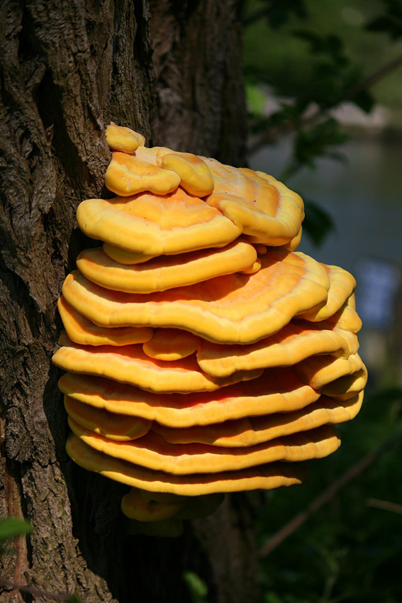 chicken-of-the-woods-mushroom-cooking-wiki