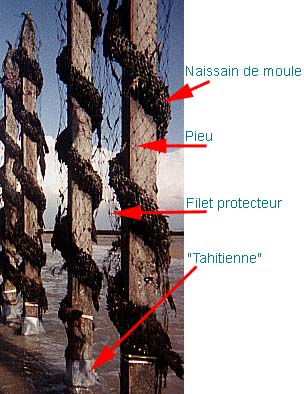 File:Moules de Bouchot (Rope grown mussel).jpg
