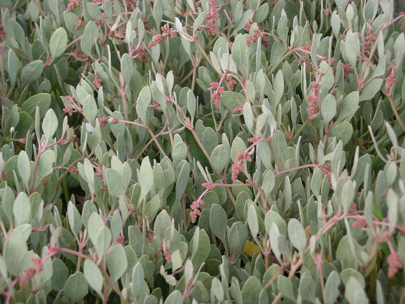 Sea purslane.jpg.