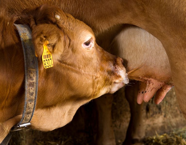 Veau du Limousin.jpg.