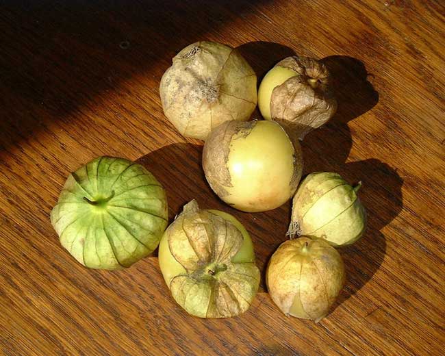 Tomatillo.jpg.