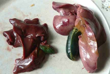 Green chicken liver gallbladder.jpg.