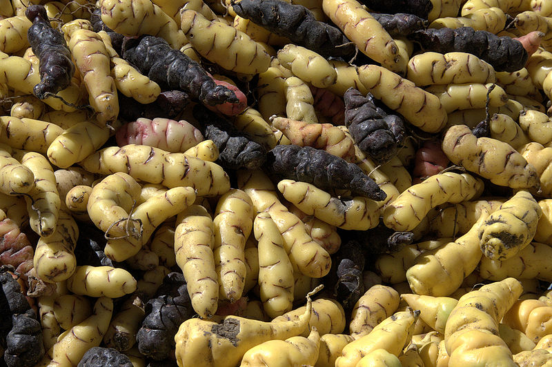 Oca tubers.jpg.