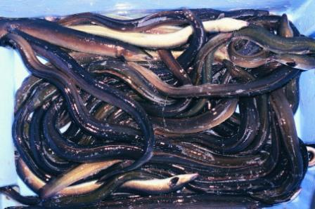 Lough Neagh Eel.jpg.