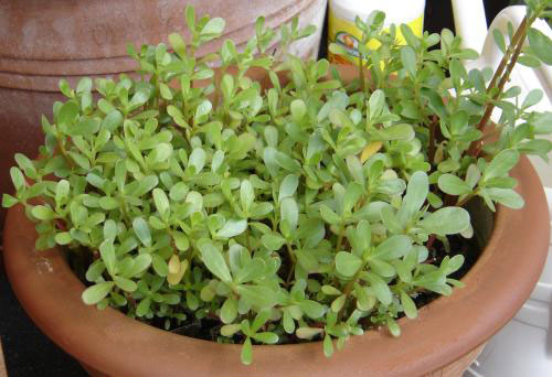 Common purslane.jpg.