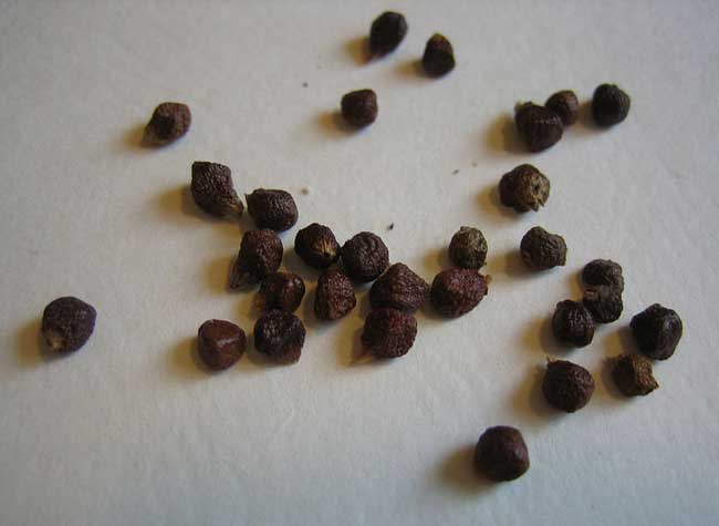 Grains of paradise.jpg.