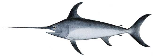 Swordfish drawing.jpg.