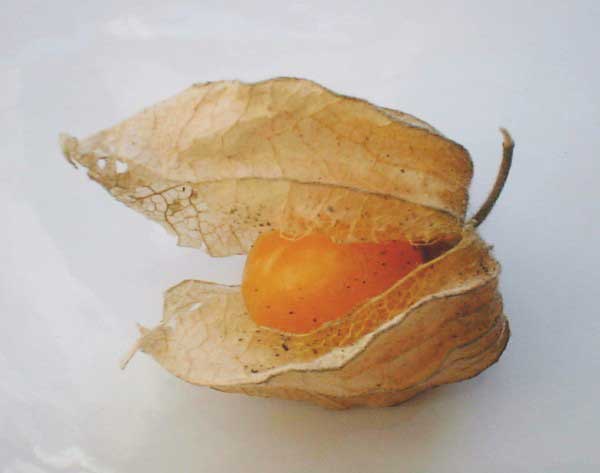 Cape gooseberry.jpg.