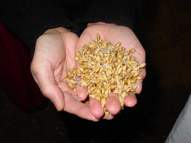 Malted barley.jpg.