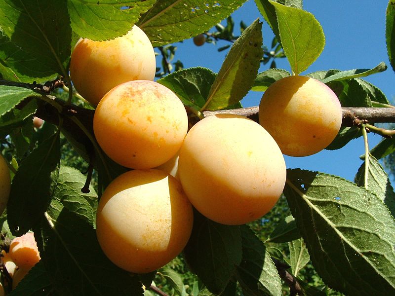 Mirabelles de Lorraine.jpg.