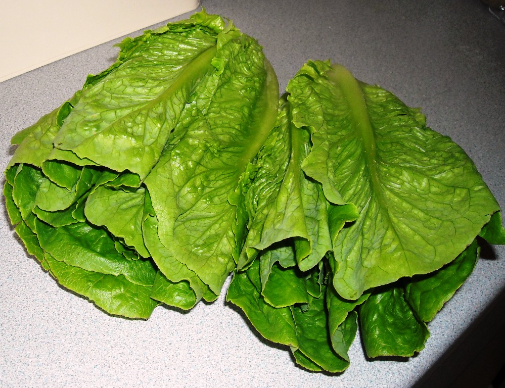 Hearts of Romaine lettuce.jpg.