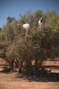 Goats in an argan tree - still tethered!