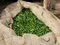 Indian green chillies