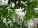 Three-cornered leek