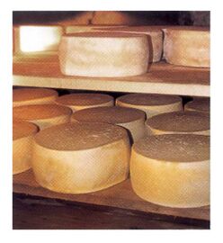 Pecorino dei Monti Sibillini cheese