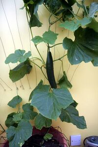 Cucumbers, potted, in a conservatory (June 5th)