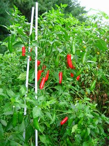 Serrano chillies