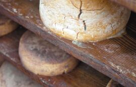 Ricotta stufata dei Berici cheese