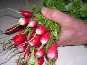 Red radishes