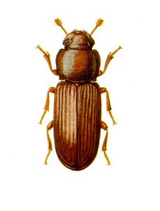 Red flour beetle 3mm