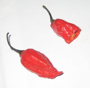 Bhut jolokia chillies The worlds hottest!