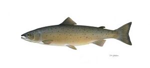 Atlantic salmon