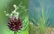 Crow garlic in flower (June-August) and leaves before flowering