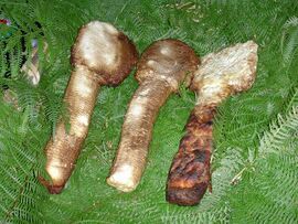 Ricotta affumicata della Mammola cheese