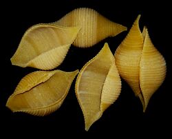 Conchiglioni rigati (lit. ridged large shells)