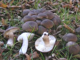 Fried chicken mushroom