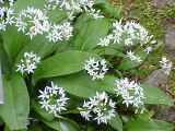 Ramsons