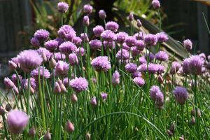 Chives in flower