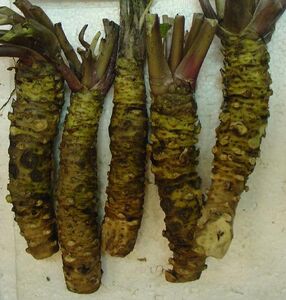 Wasabi root