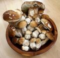 Ceps