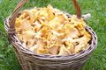 Chanterelles