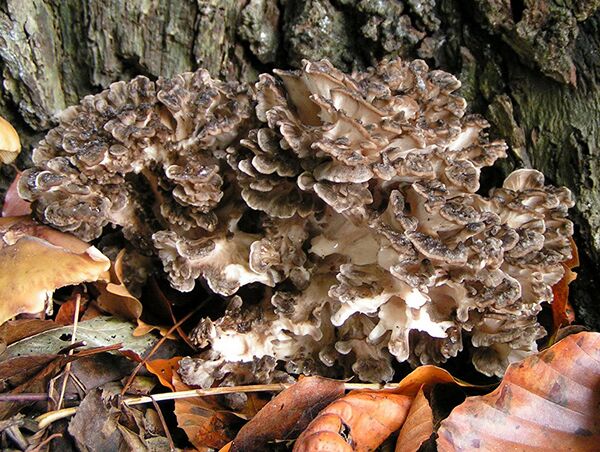 hen-of-the-woods-mushroom-cooking-wiki