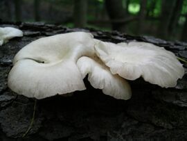 Oyster mushrooms