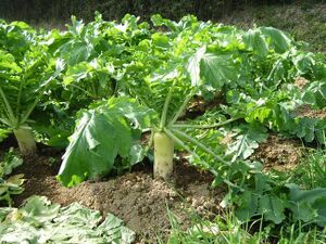 Daikon or Mooli