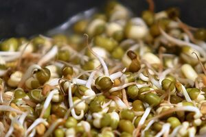 Sprouting fenugreek seeds